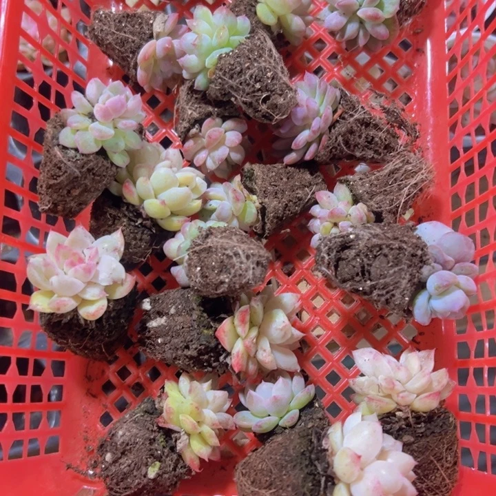 历**师老师专拍多肉植物大战