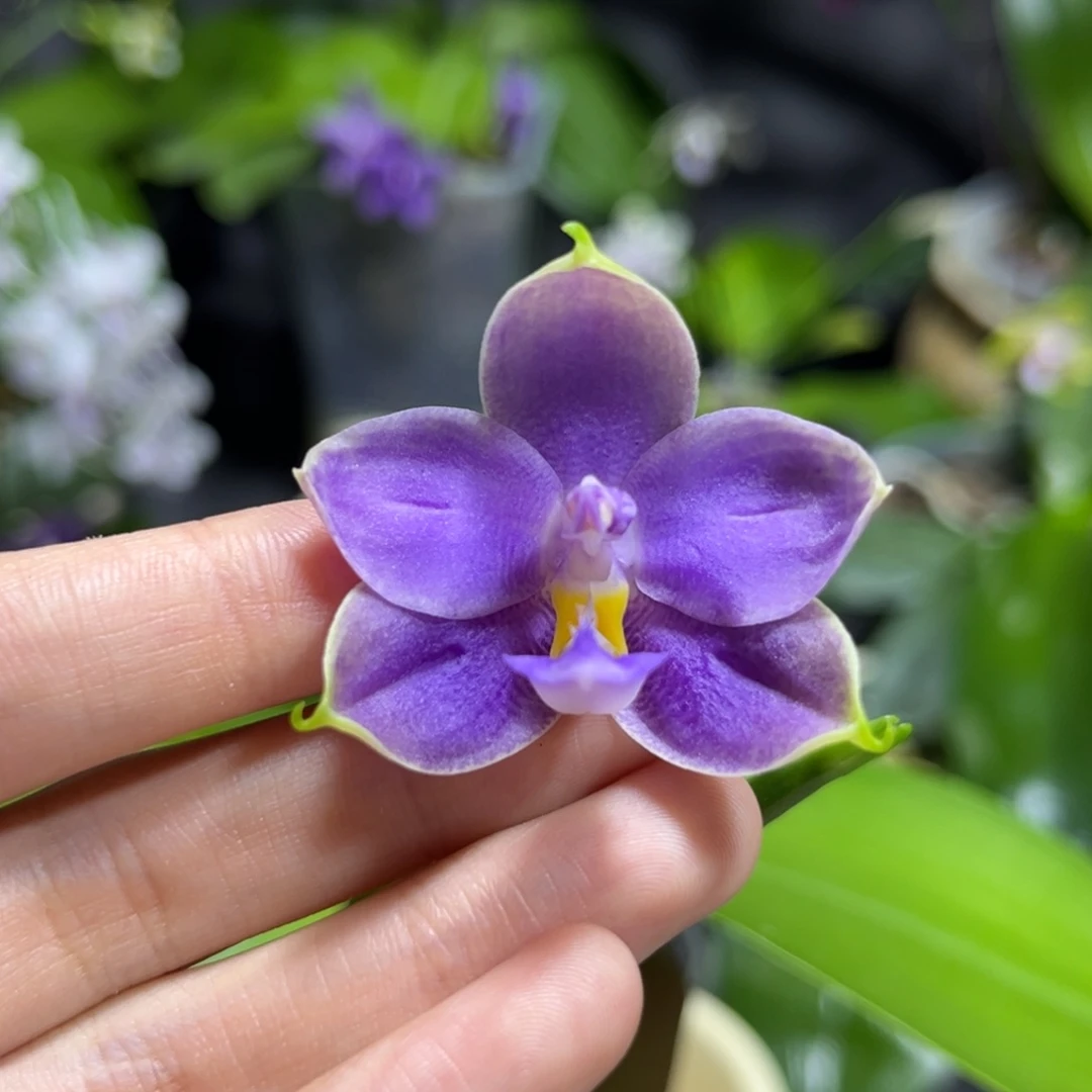 完全开放2.5寸3593开花株