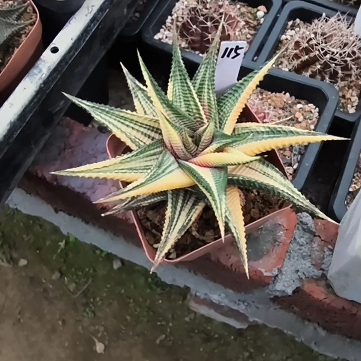 H****?.锦一个一物一拍