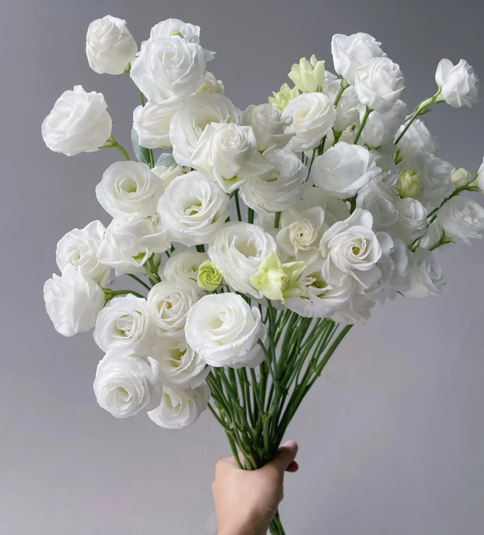 （曼）  洋桔梗白色（3小扎）含20%防损 鲜花任意满2单包邮
