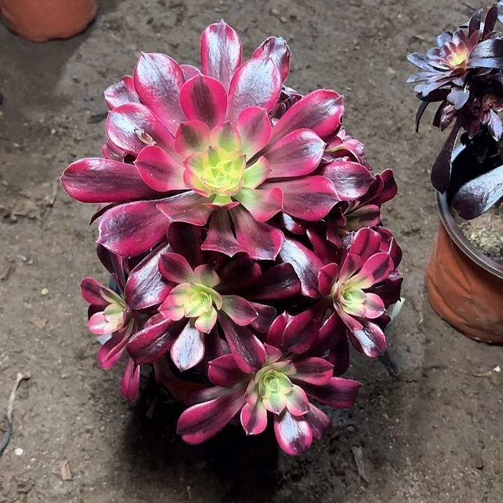 幸*绳多肉植物美杜莎112