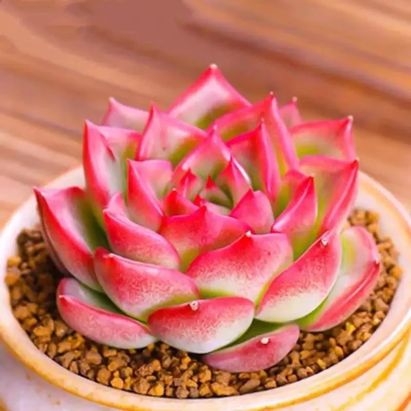 【满9.9包邮】弗若瑞安娜单头6.5cm盆多肉植物以直播间展示为主