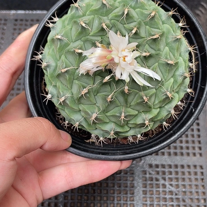 733帝冠 仙人球植物