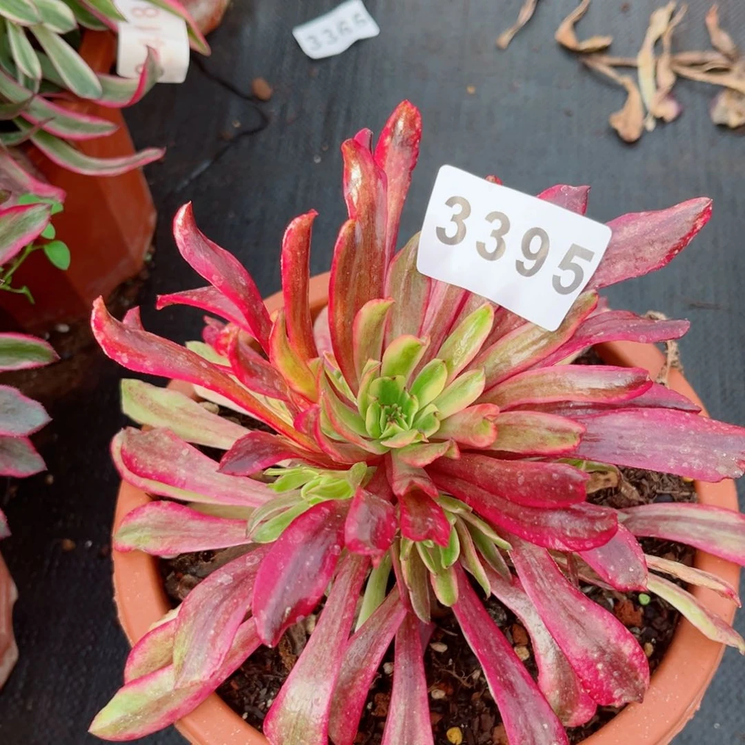 云端多肉发货发货