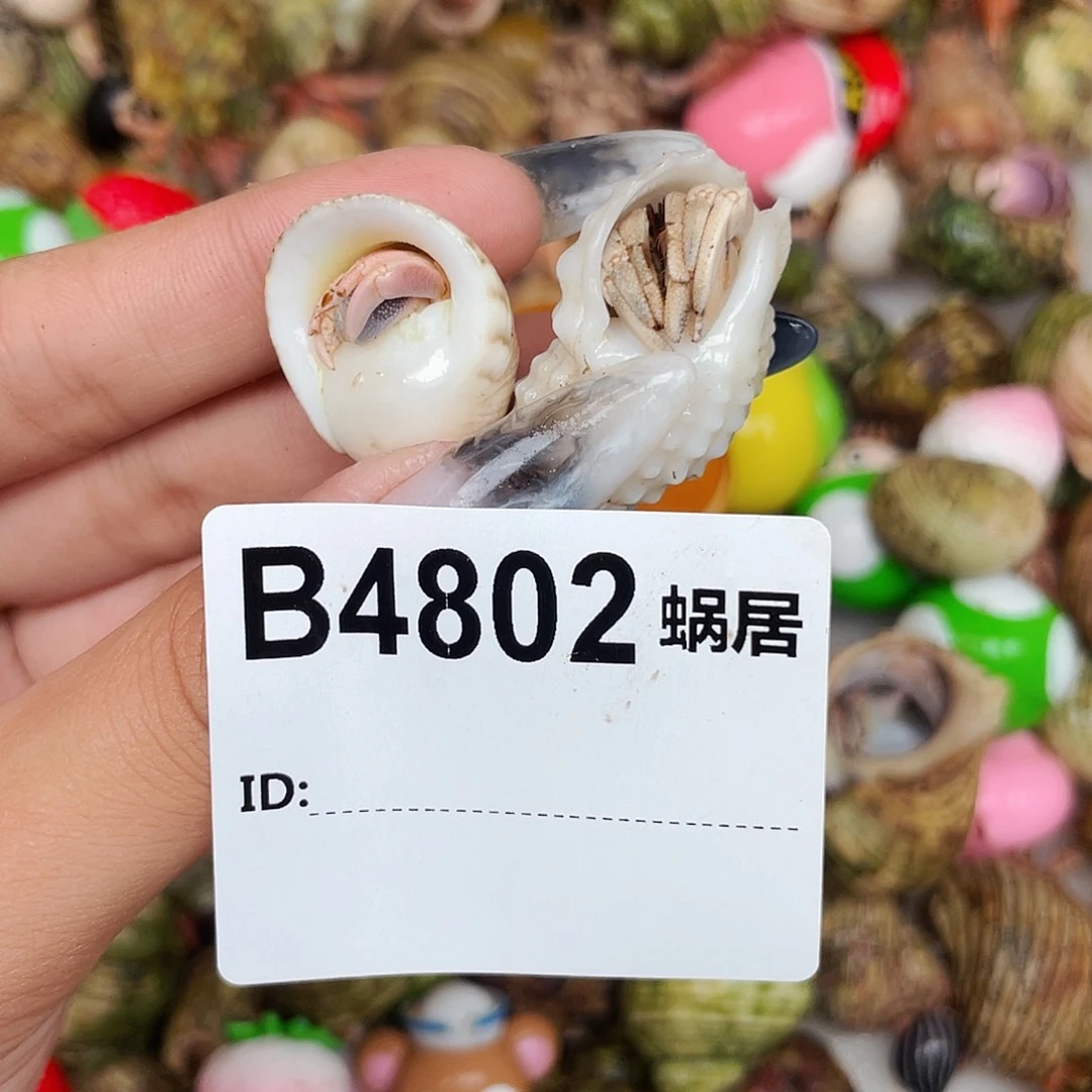 寄居蟹寄居蟹4802