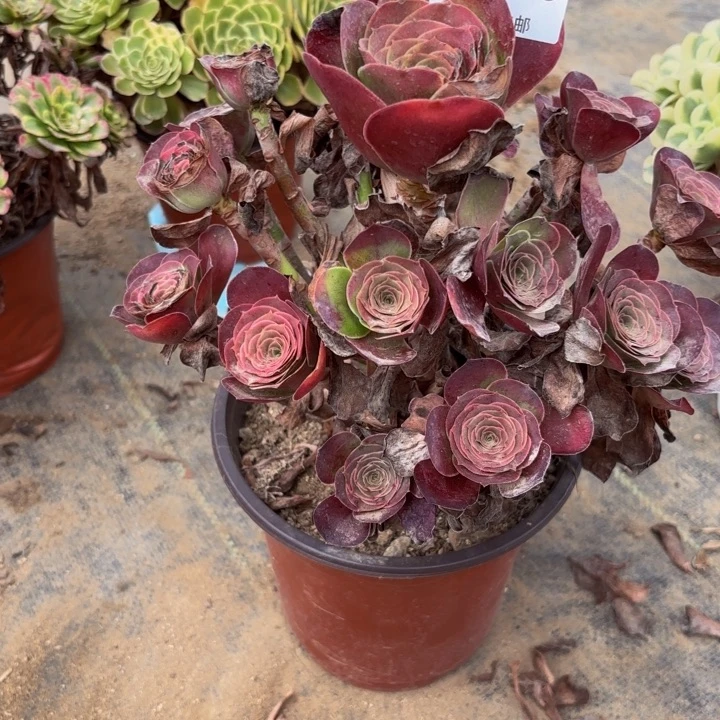 瑞妈多肉园艺019魅金