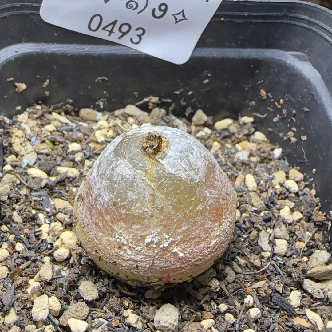 0493。2.6厘米灯泡。。。。