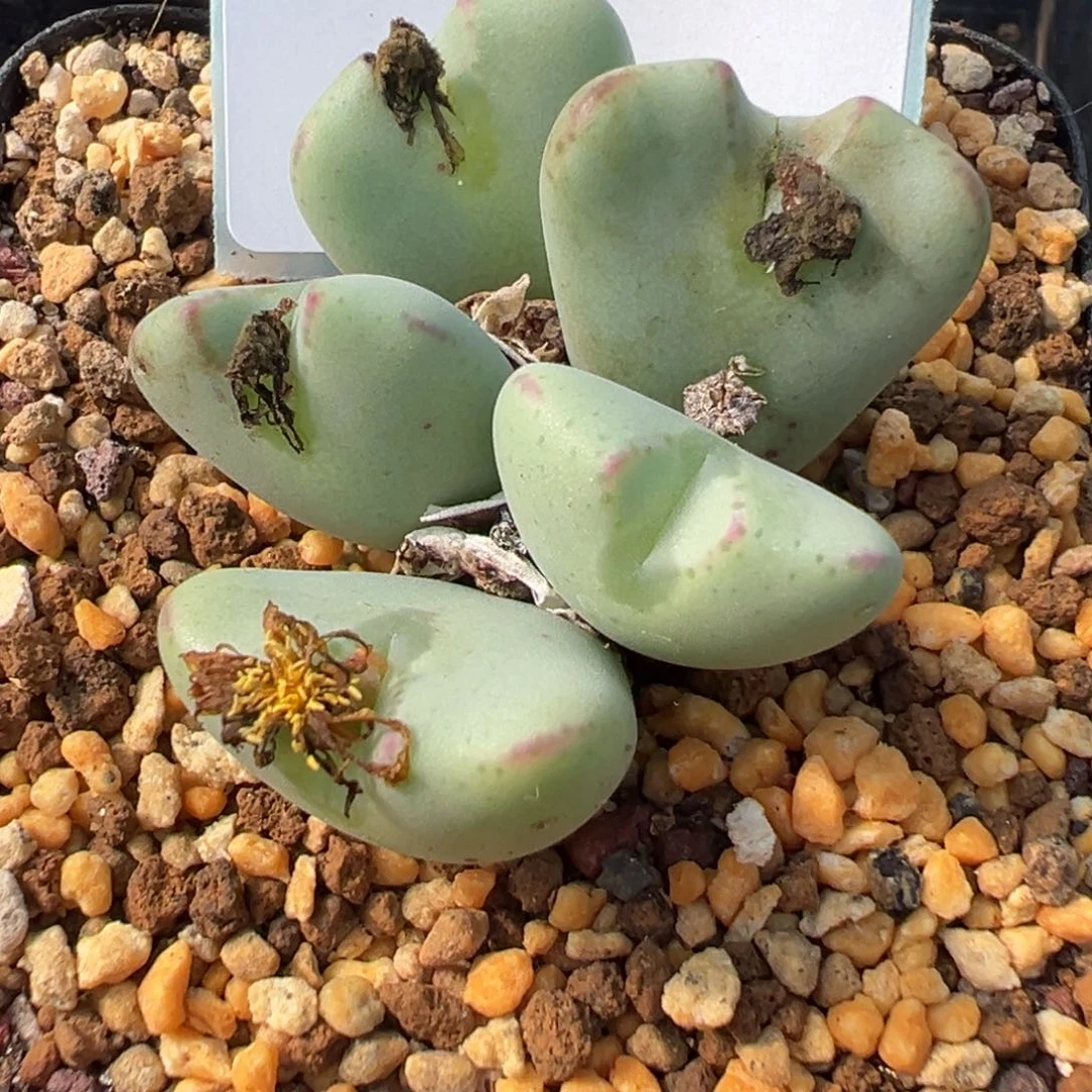 31-155肉锥多肉植物