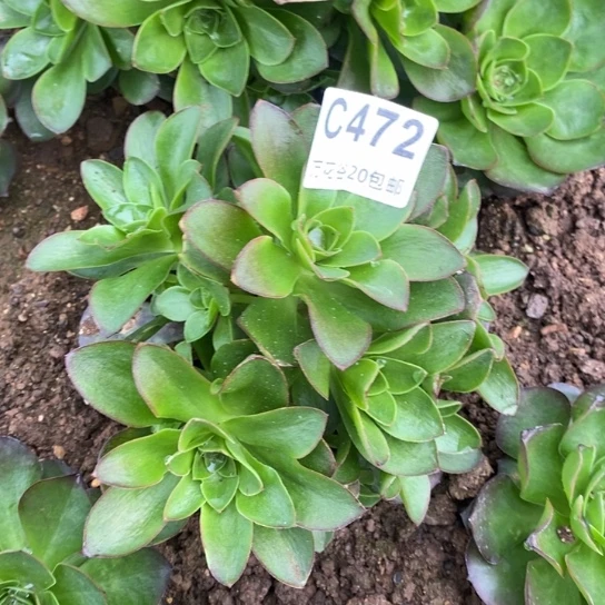 472蓝魅金玫瑰多肉植物