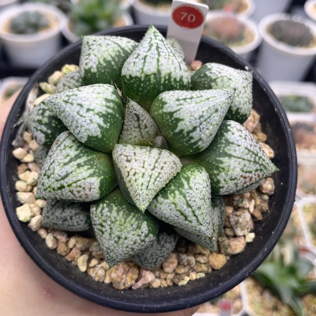 小蔡的菜园 70 潘多拉白银