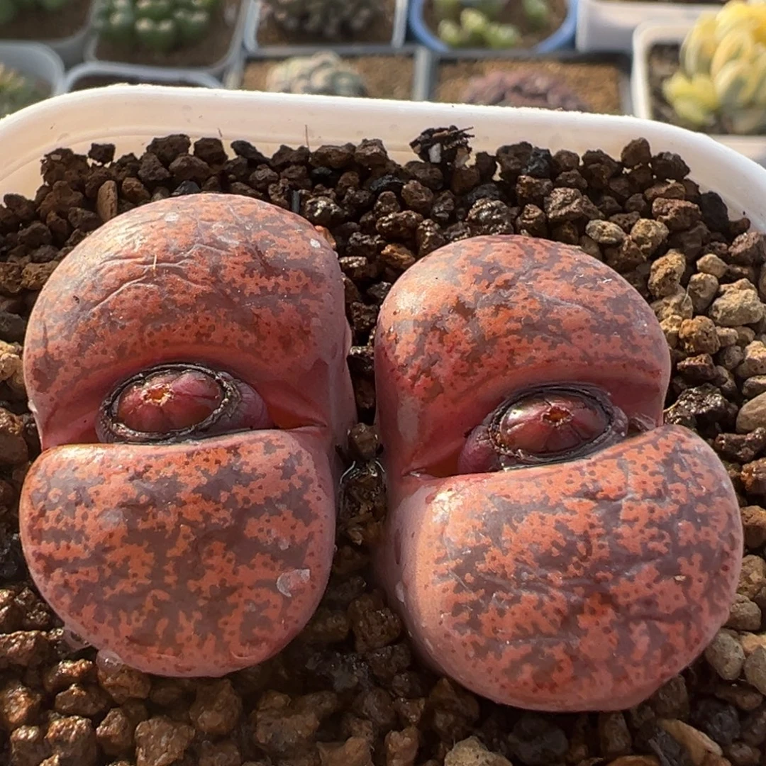 160多肉植物百科植物