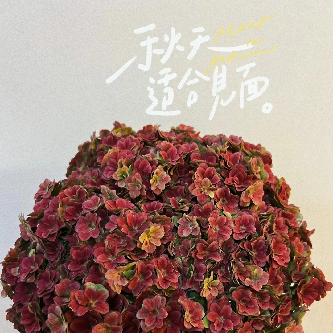 【5A级 重瓣复古绣球】可做干花 必备鲜切花花束