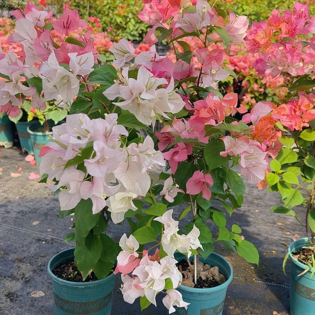当前无花栽培后可以开花橙口红带竹一棵