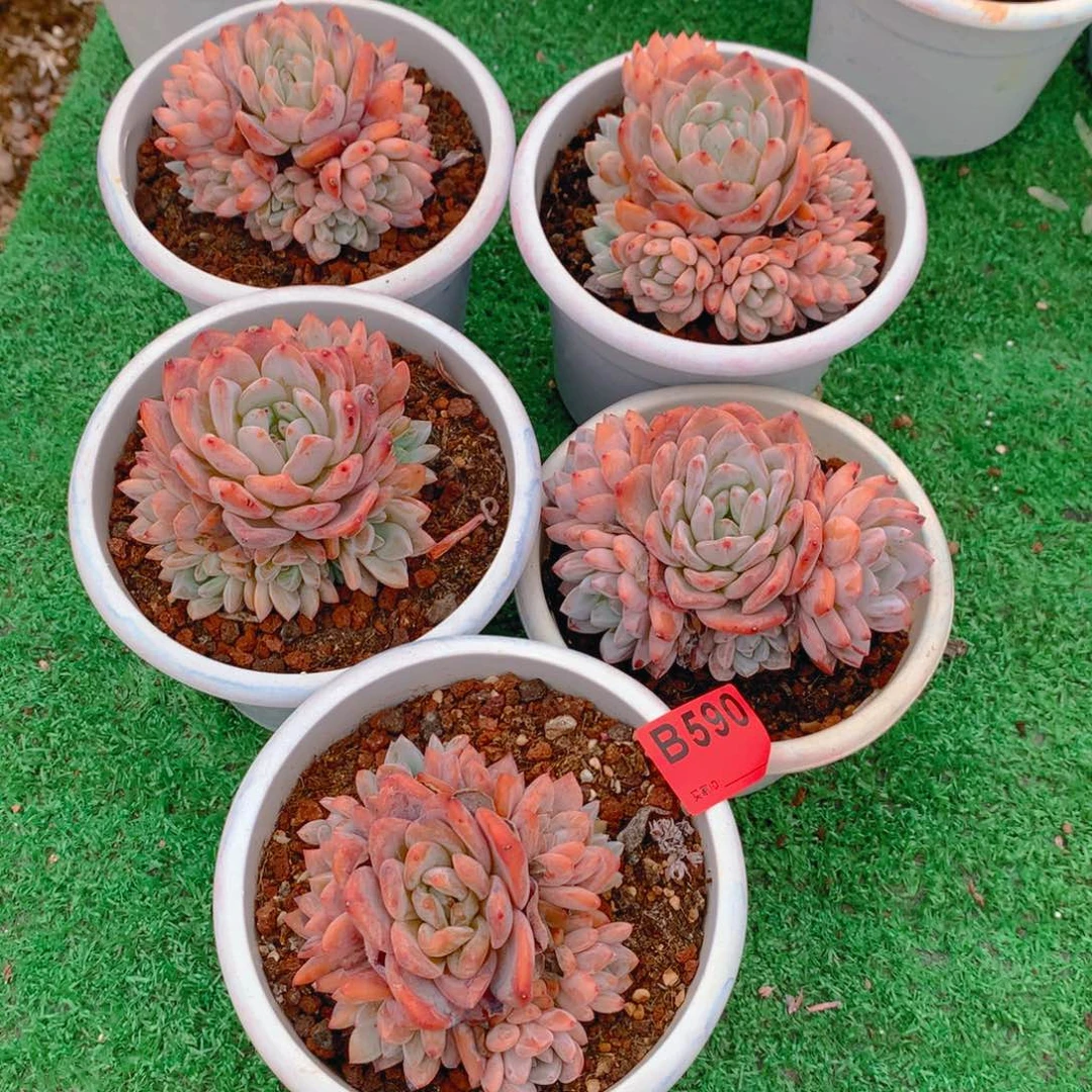 590雪天使1111111