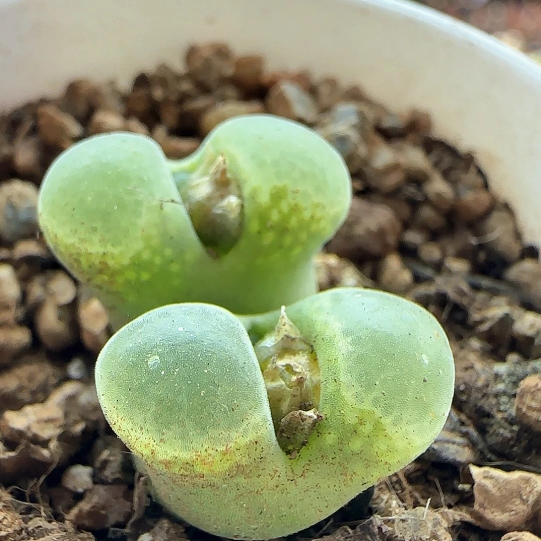 28发货脱土发货27420