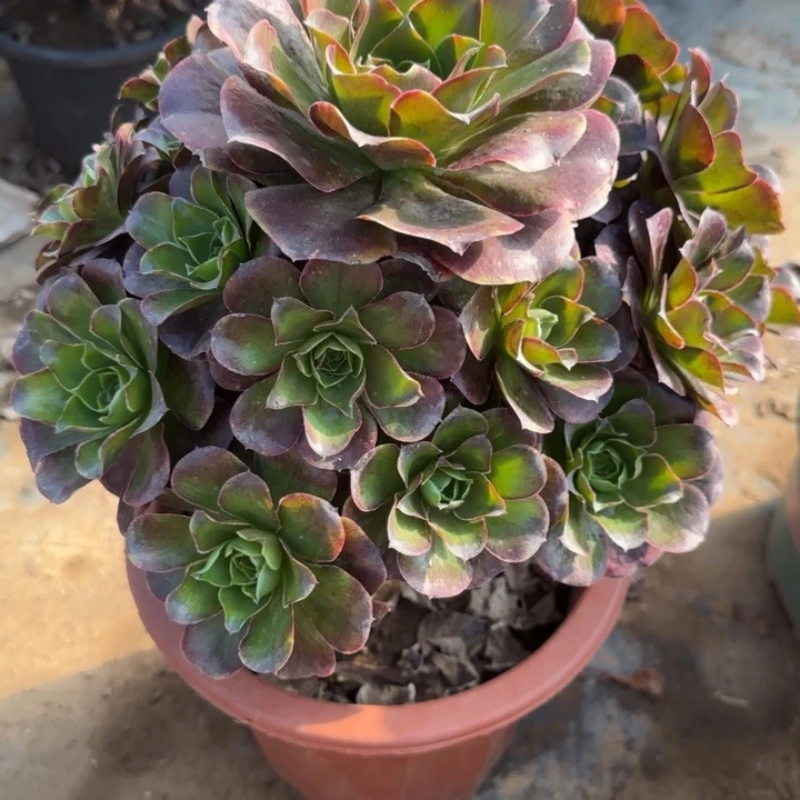 2-24枚金多肉不包售后