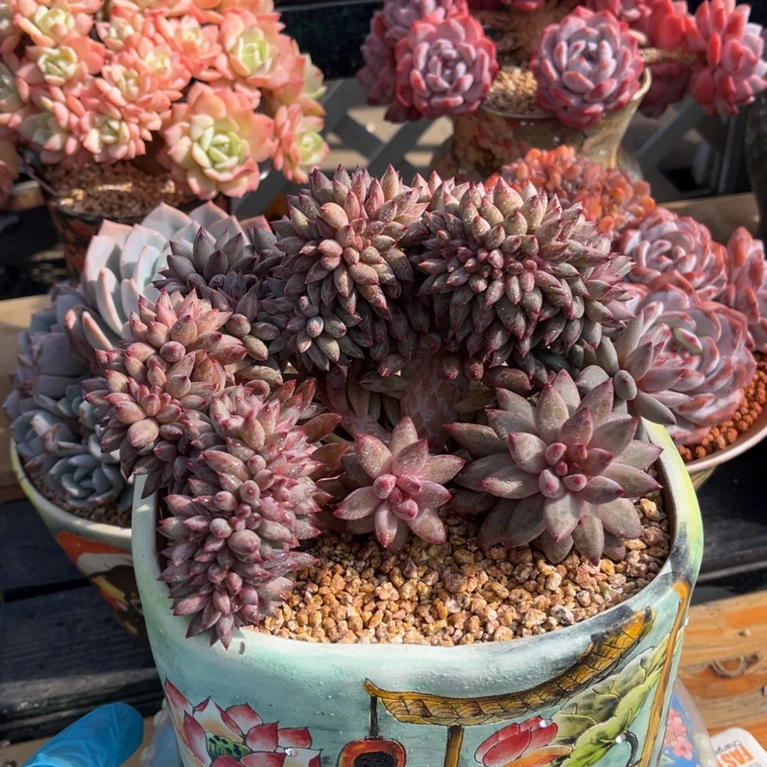 正版无毛纹虞美人树