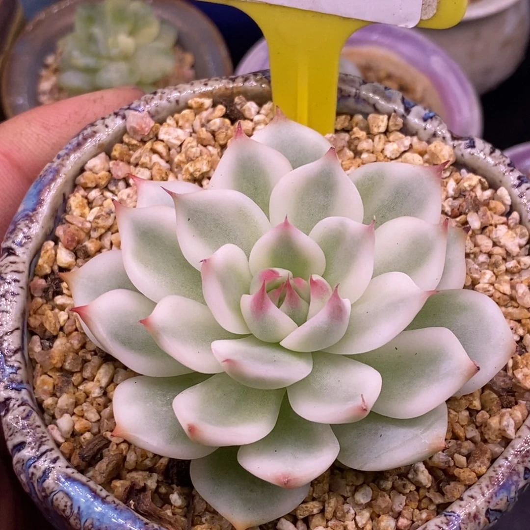 M***e310吉娃娃锦宽锦多肉……