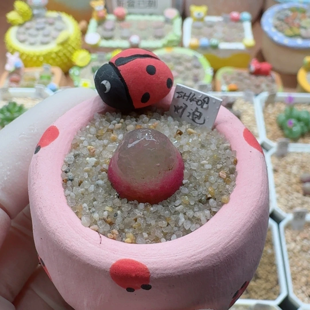 1108-03连盆带花灯泡