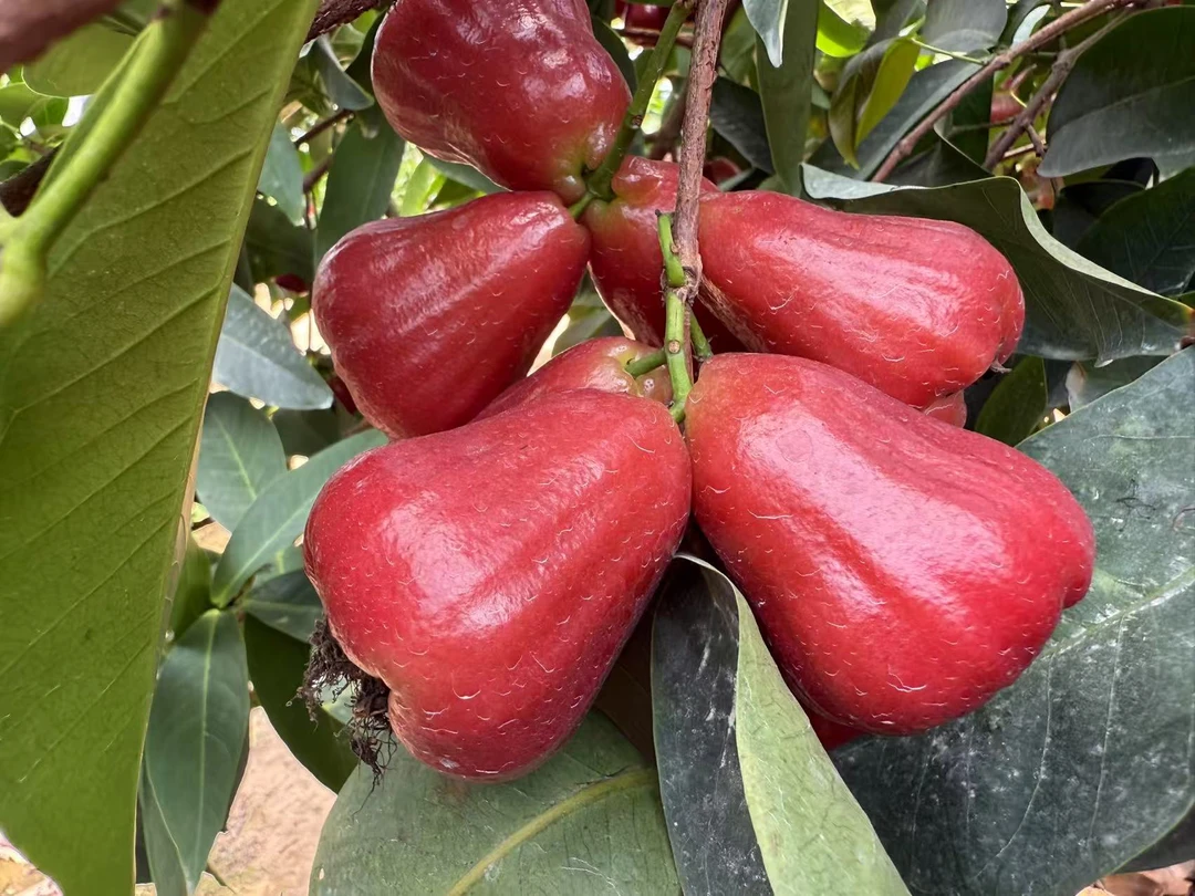 广东陆丰华侨莲雾黑金刚现摘现发