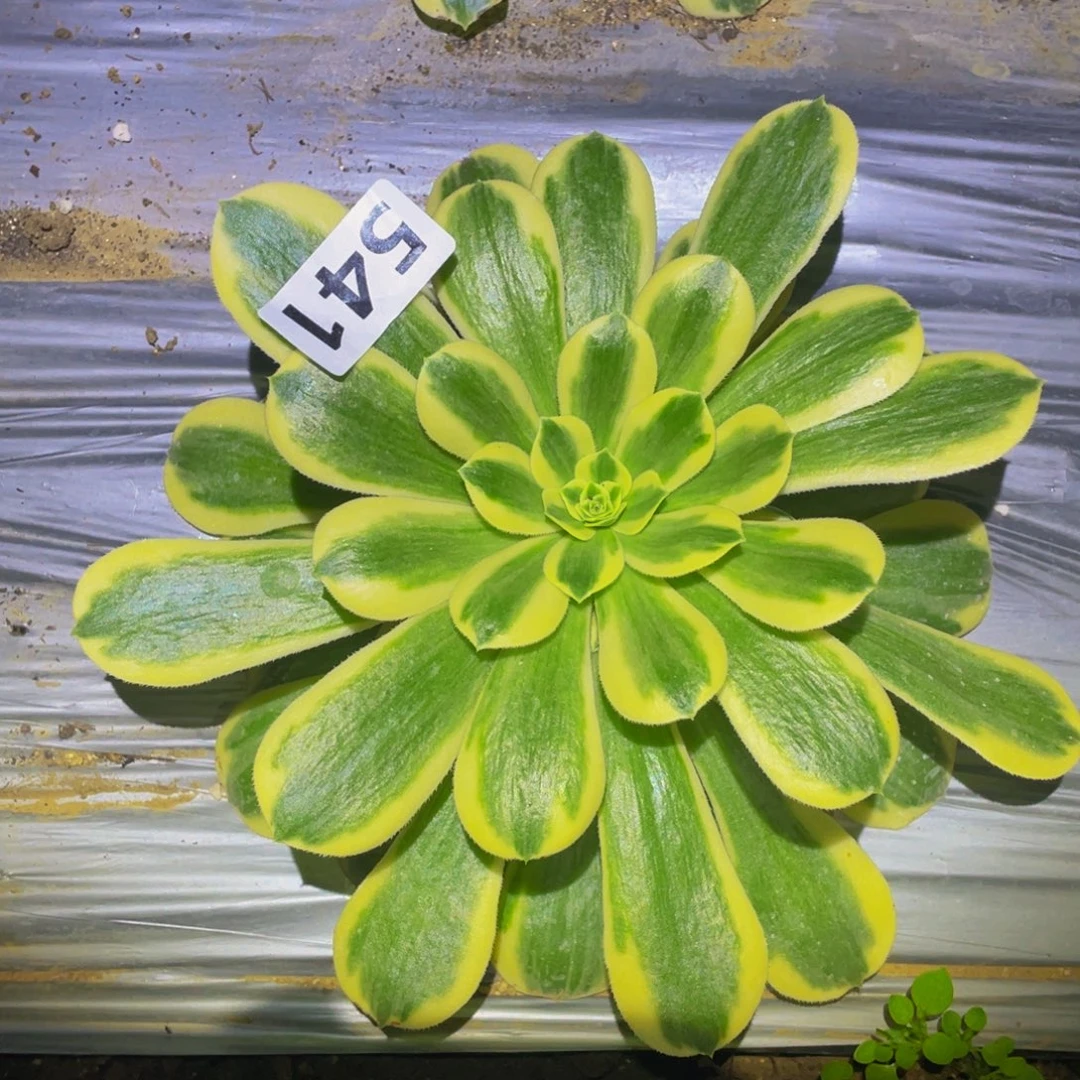 迈巴赫多肉植物541