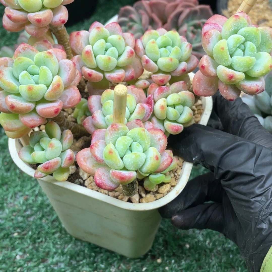 一物一拍满28包邮非偏远