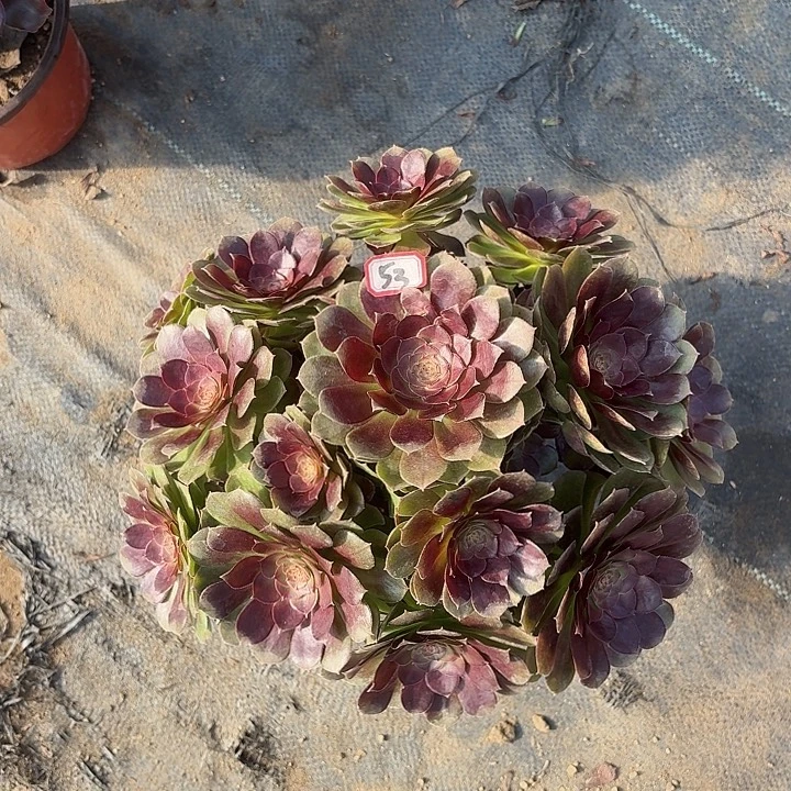 黑魔万53多肉植物