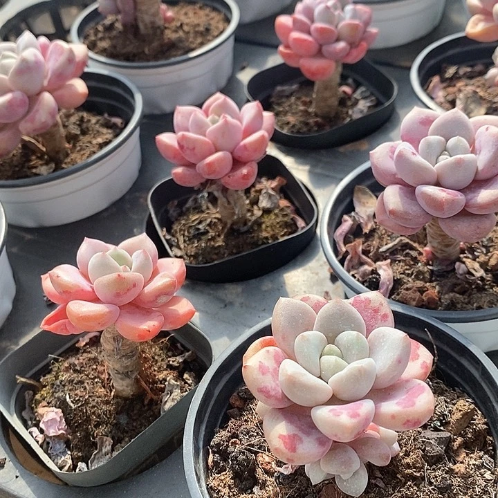 163老桩白鹭 单头 福利多多