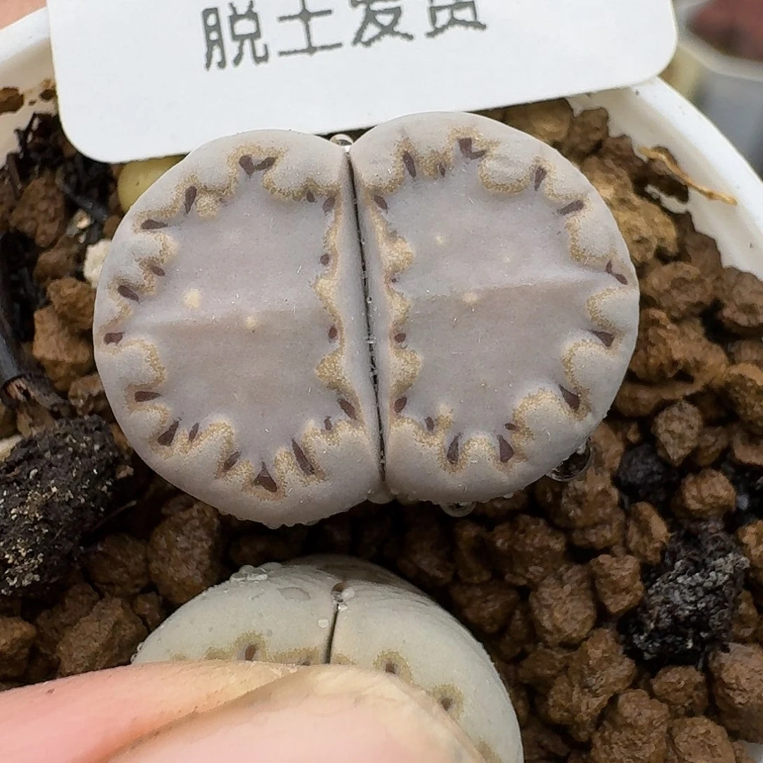 8多肉哈哈哈哈哈哈哈