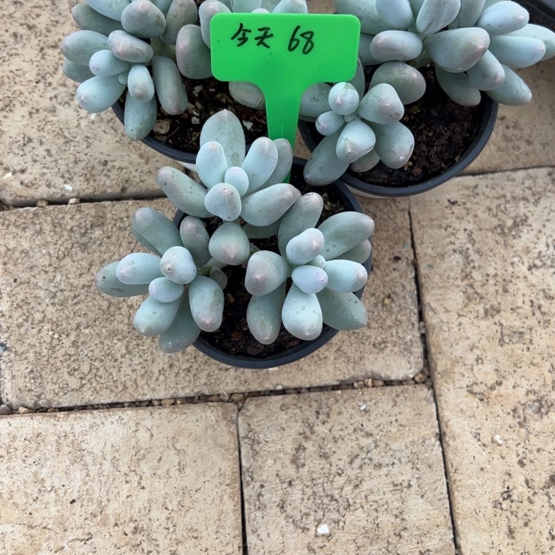 今***饭今天68。