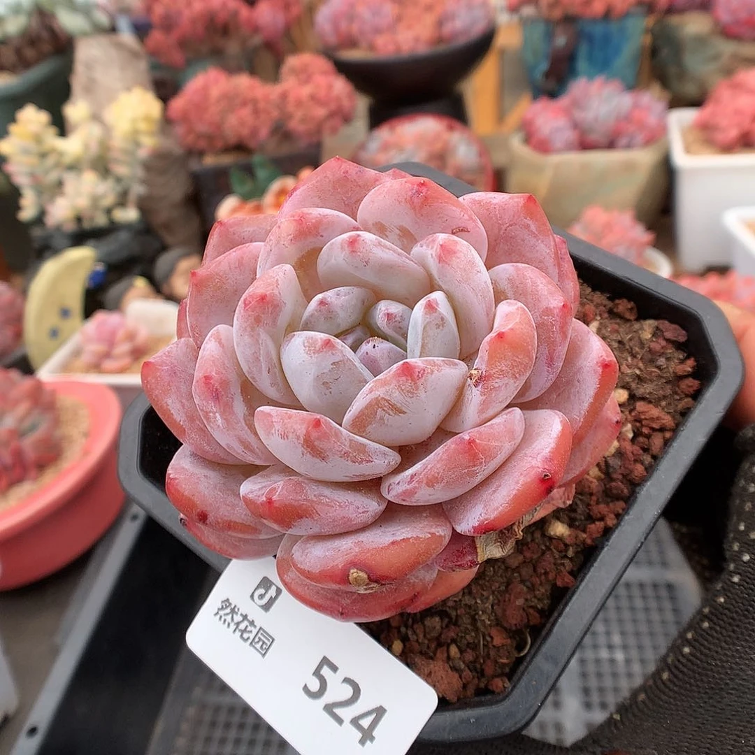 524雪天使多肉植物6666