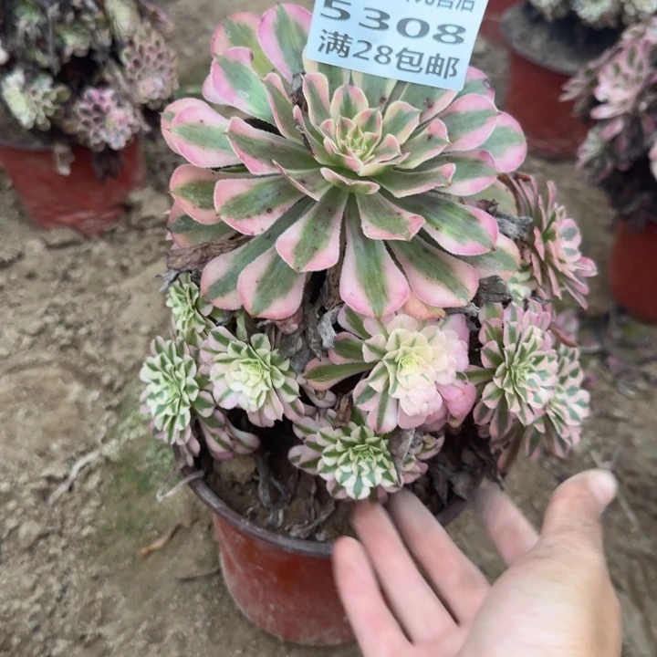 5308二号棚红铜壶L
