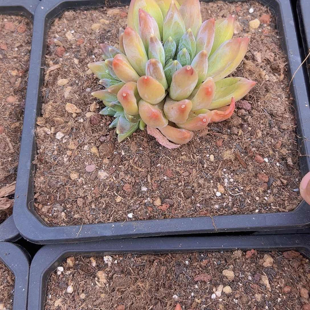 ℒ****重楼1111111111111