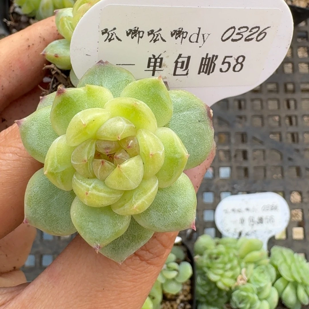 0326-058-海洋之星a小