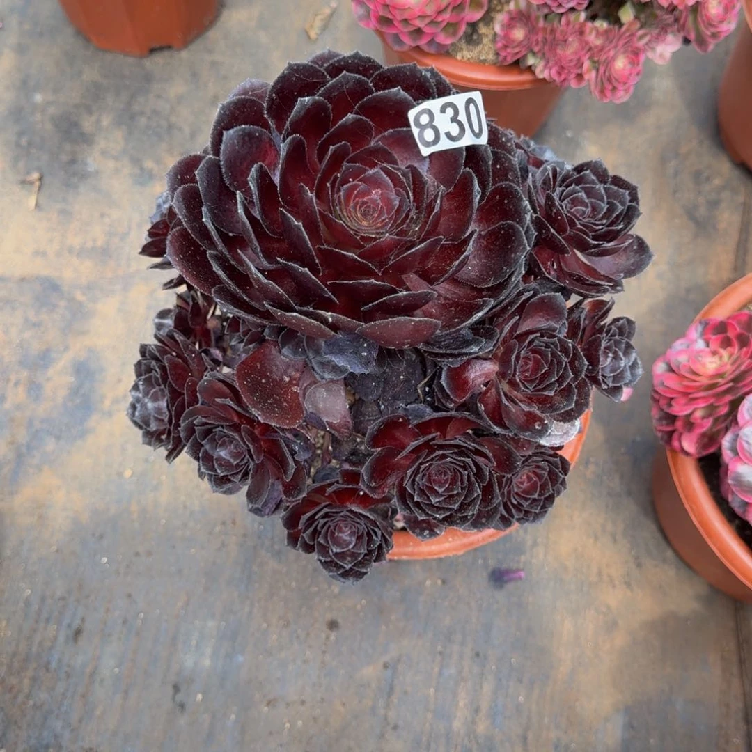 830多肉植物多肉植物