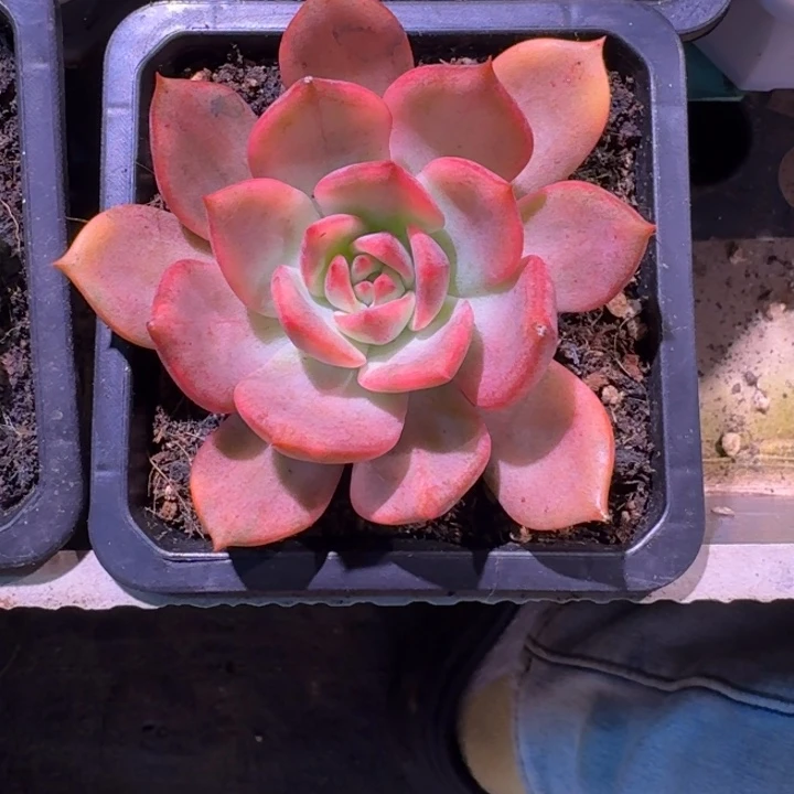卡梅拉锦一物一拍