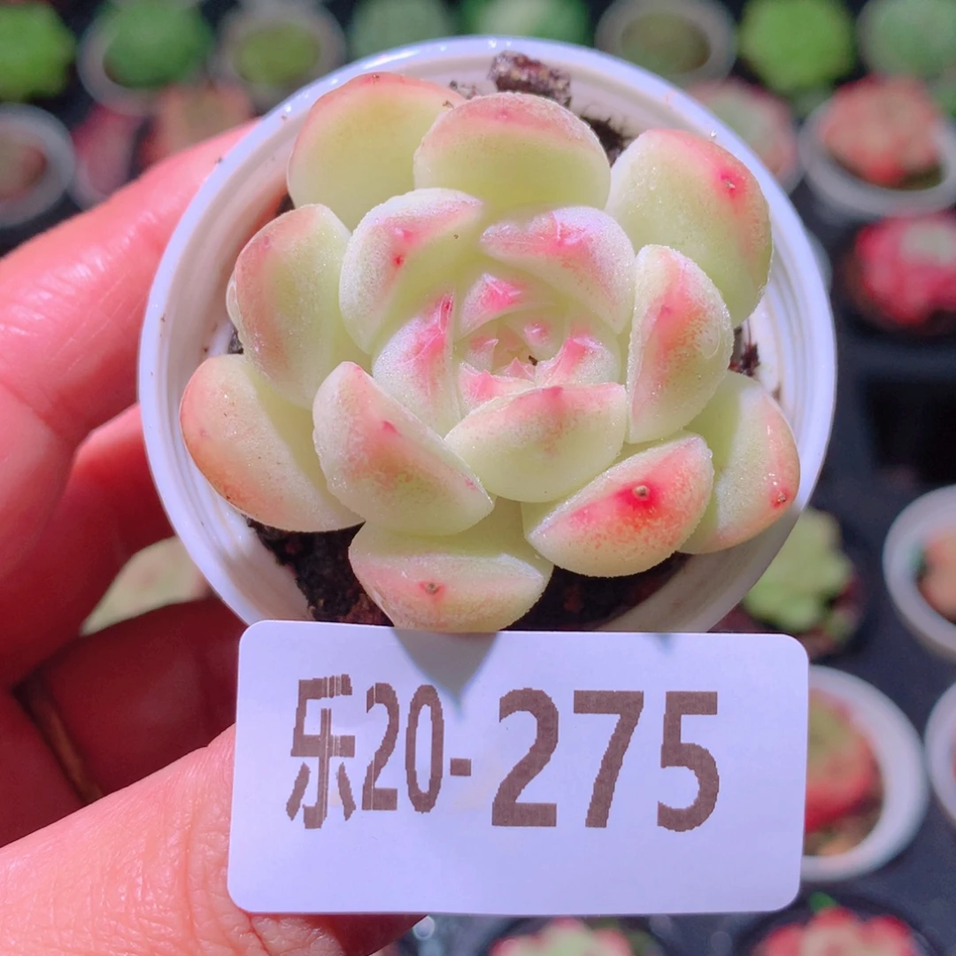 乐然20-275 明月心