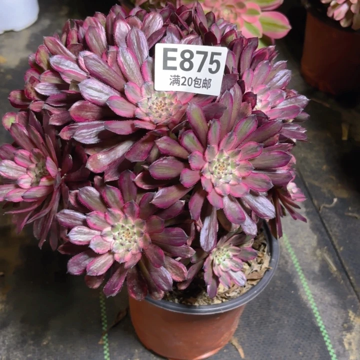 瑞妈一物一拍 875