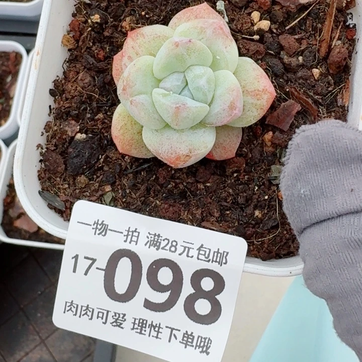 石化冰玉无盆土发货多肉多
