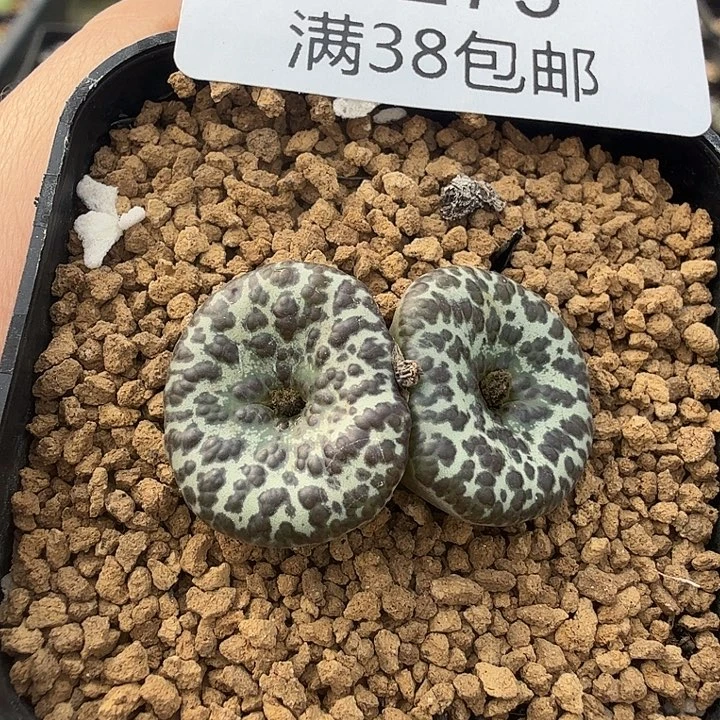 泡泡安贞实生 带盆发