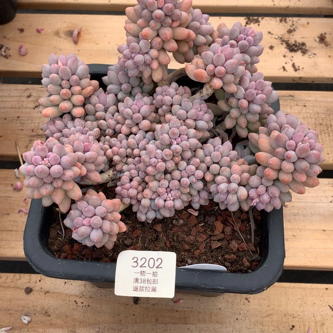 20厘米群生婴儿手指3202