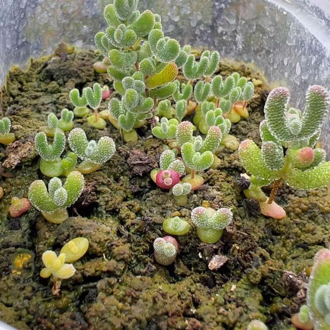 dy5290实生冰晶杂莱斯混播切糕