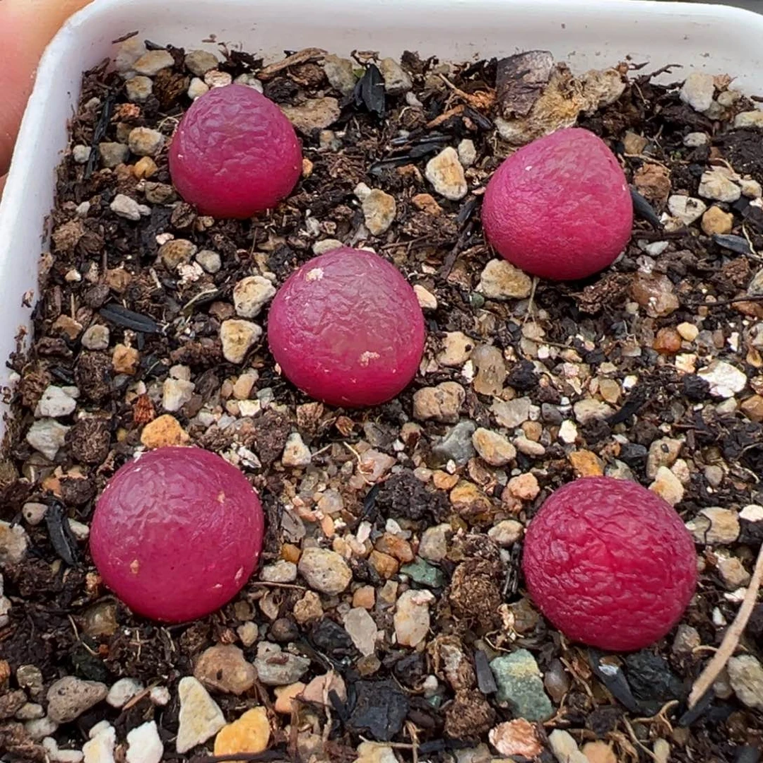 1.27好看的多肉991