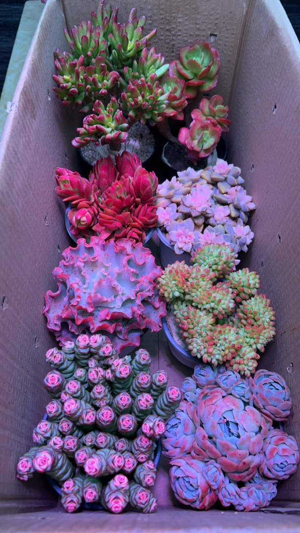 满满一箱多肉植物（拍6发8）新人好看好养绿植盆栽