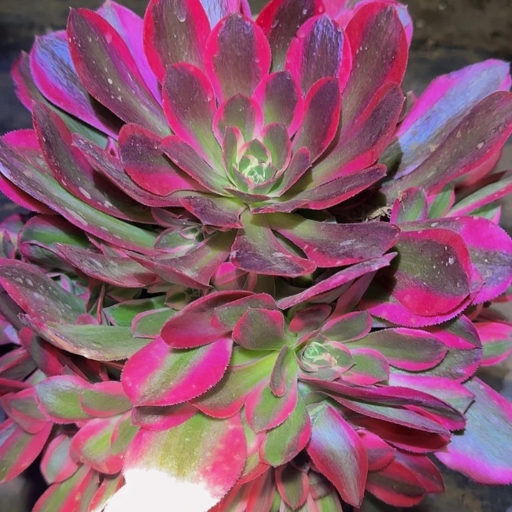 精品妖月新品种法师捧花福利