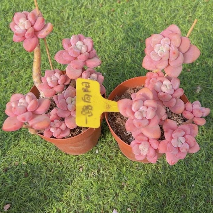 耿*健健康康平平安安