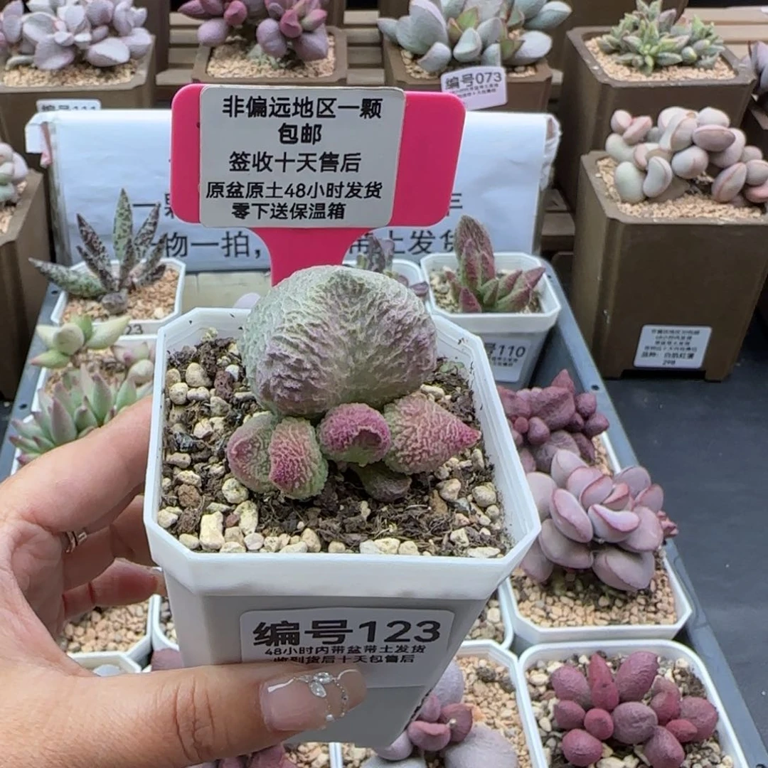 娜*茹123巨猪宝多肉植物