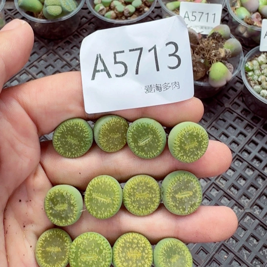 5713—生石花 生石花
