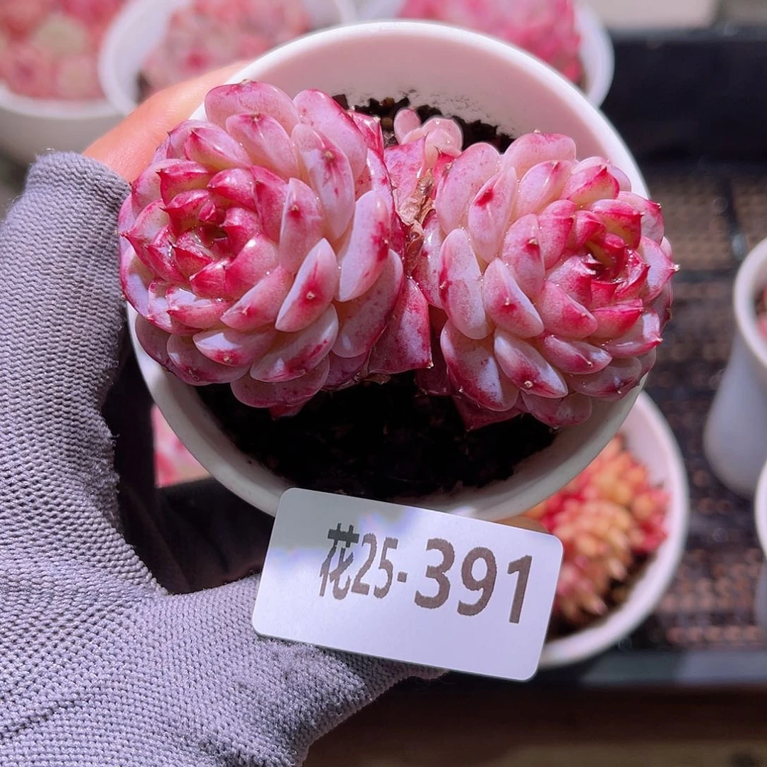 花25-391天鹅绒双头