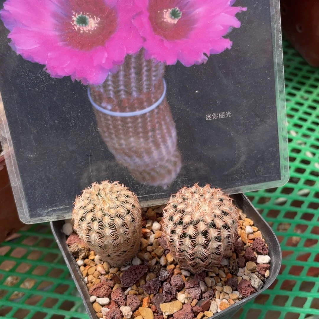 鹿角柱实生仙人球迷你丽光